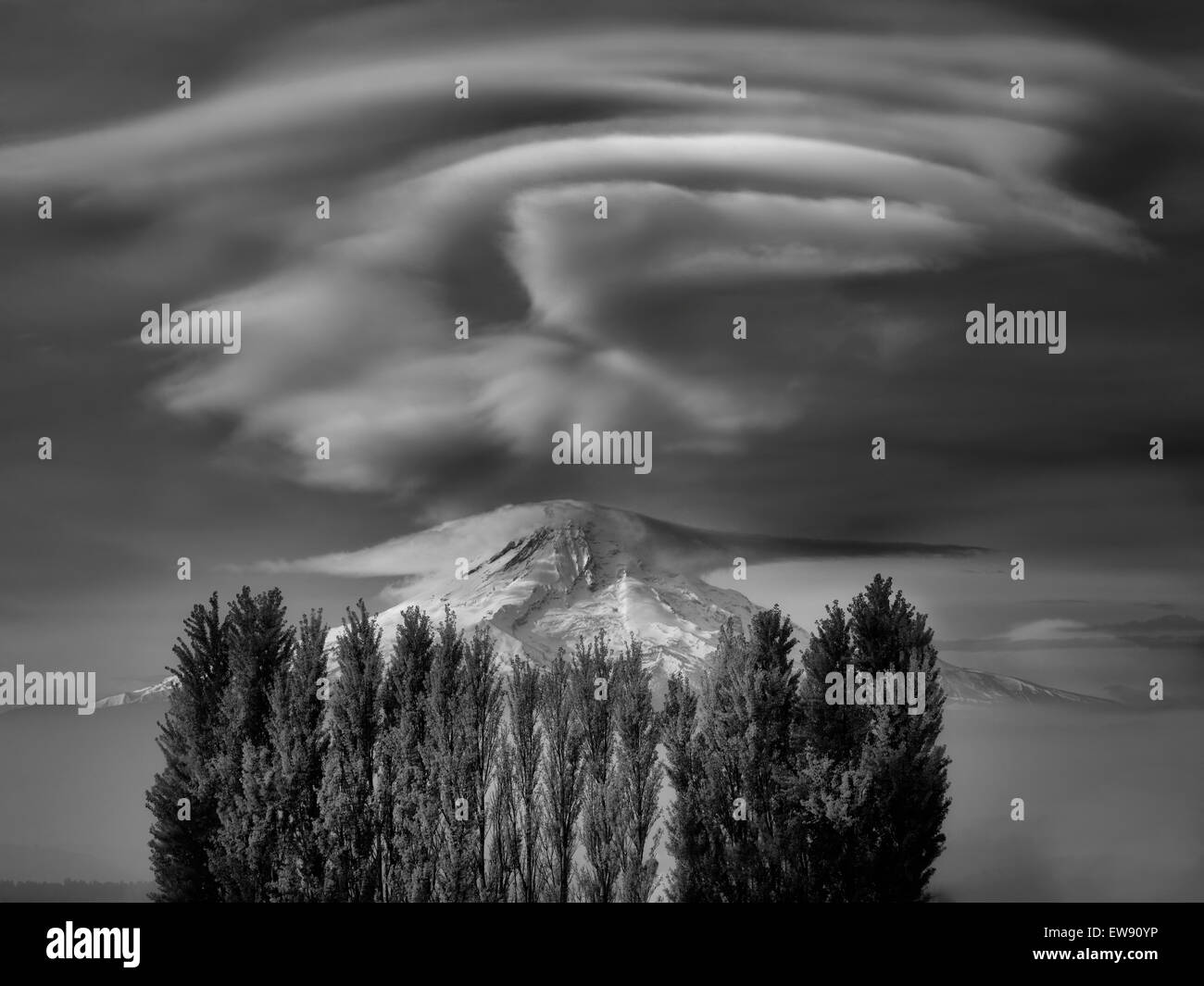 Mt. Hood und Herbst farbige Pappeln. Columbia River Gorge National Scenic Bereich, Washington Stockfoto