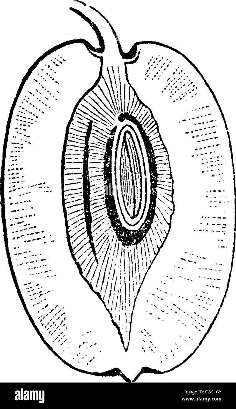 Jujube oder Ziziphus Zizyphus, graviert mit Obst Querschnitt, Vintage Abbildung. Üblichen Medizin Wörterbuch von Dr. Labarth Stock Vektor