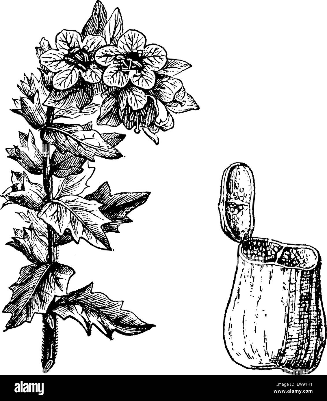 Schwarzes Bilsenkraut oder Hyoscyamus Niger, mit Blumen und Samenkapsel, graviert Vintage Illustration. Üblichen Medizin Wörterbuch von Dr. Stock Vektor