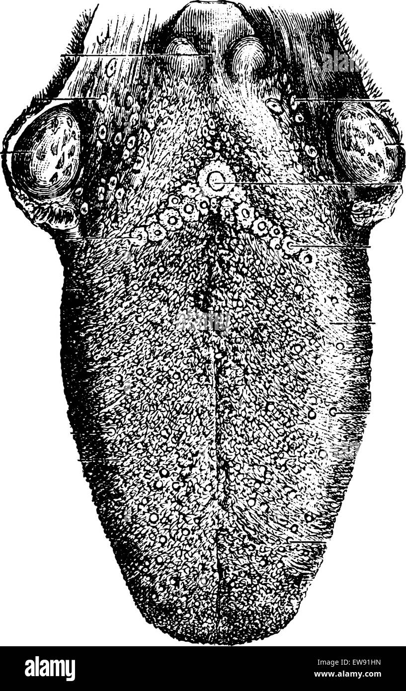 Menschliche Zunge graviert Vintage Illustration. Üblichen Medizin Wörterbuch von Dr. Labarthe - 1885 Stock Vektor
