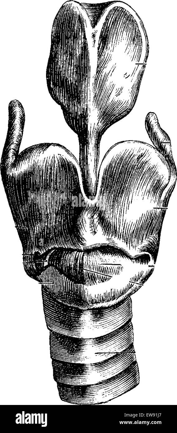 Ansicht von ventral des Kehlkopfes Laryngeal Knorpel, Vintage gravierten Abbildung zeigt. Üblichen Medizin Wörterbuch von Dr. Labarth Stock Vektor