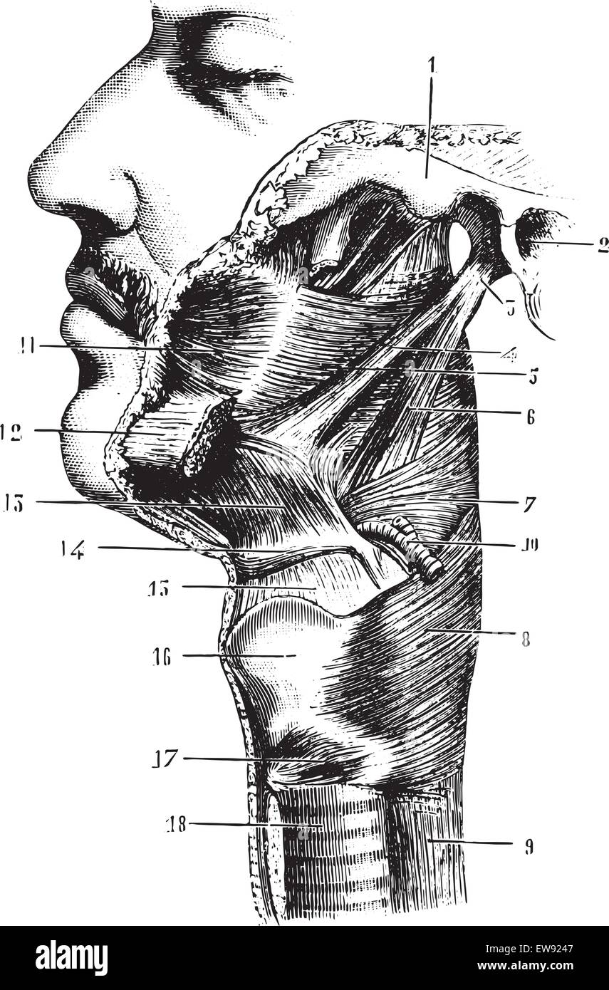 Pharnyx auf der Seite, Vintage gravierten Abbildung gesehen. Üblichen Medizin Wörterbuch - Paul Labarthe - 1885. Stock Vektor