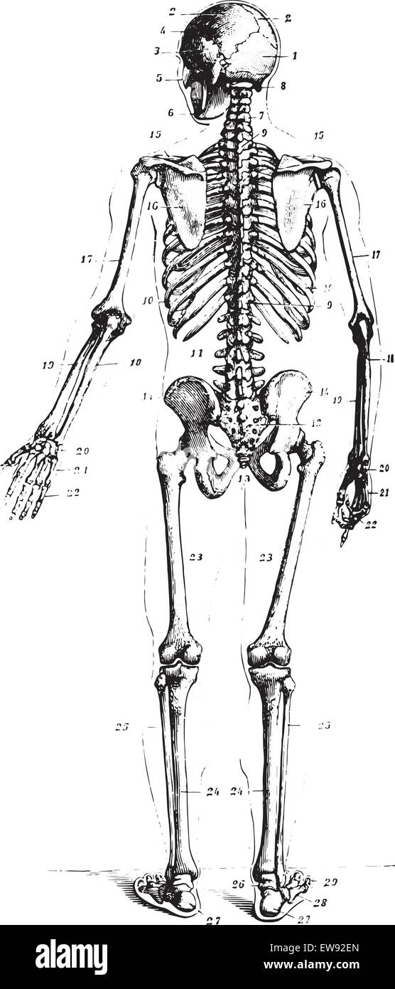 Skelett, hintere Ansicht, graviert Vintage Illustration. Üblichen Medizin Wörterbuch von Dr. Labarthe - 1885. Stock Vektor