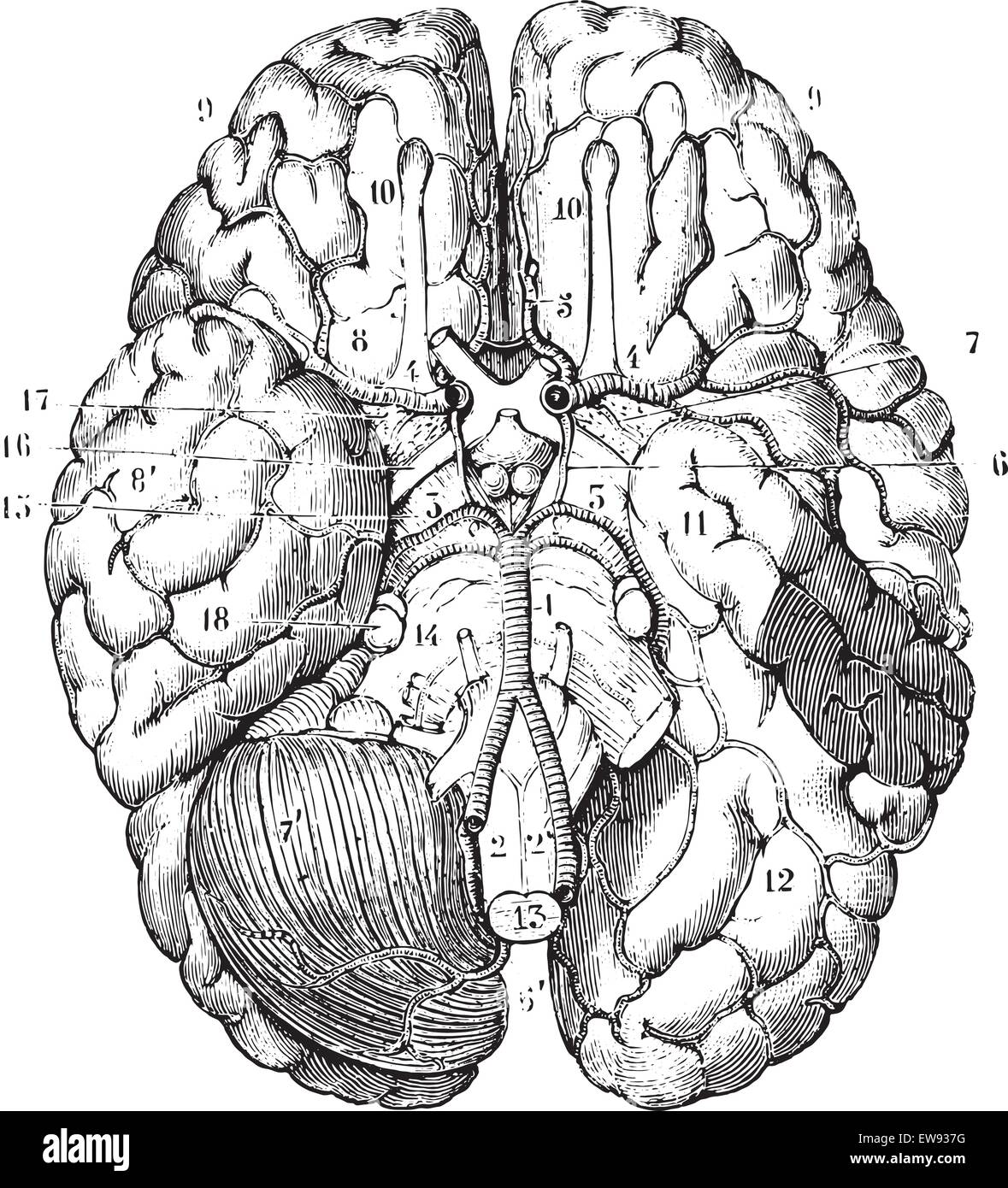 Basis des Gehirns, Vintage gravierten Abbildung. Üblichen Medizin Wörterbuch von Dr. Labarthe - 1885. Stock Vektor