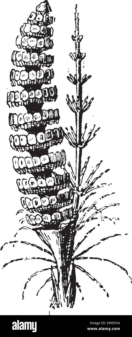 Alten gravierte Darstellung der gemeinsamen Schachtelhalm oder Equisetum Arvense oder Feld Schachtelhalm isoliert auf einem weißen Hintergrund. Wörterbuch Stock Vektor