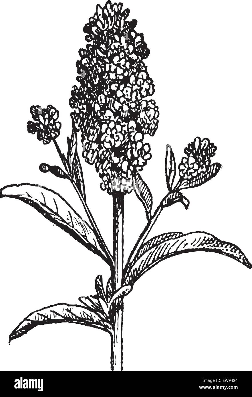 Aegean Wallflower oder Wegrauke Cheiri, graviert Vintage Illustration. Wörterbuch der Worte und Dinge - Larive und Fleury - 1895 Stock Vektor
