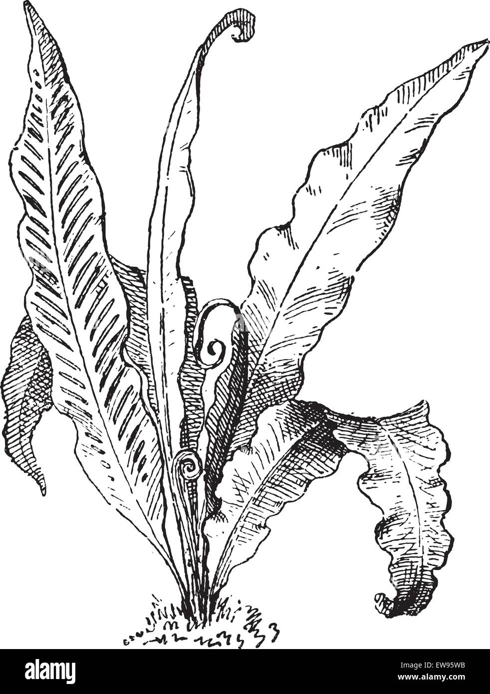 Harts Zunge Farn oder Asplenium Scolopendrium, graviert Vintage Illustration. Wörter und Sachen - Larive und Fleury Stock Vektor