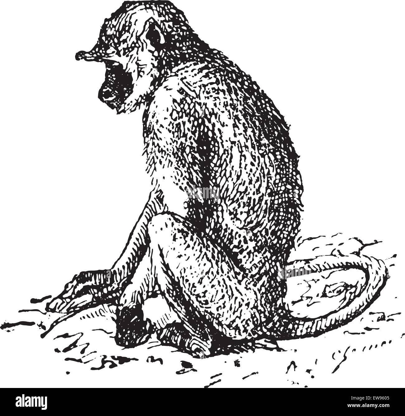 Graue Languren oder Semnopithecus oder Hanuman Languren, graviert Vintage Illustration. Wörter und Sachen - Larive und Fle Stock Vektor