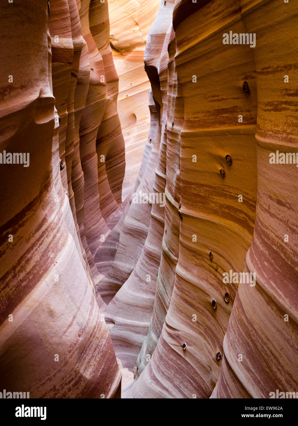 Blick auf die Seitenwand des Zebra Slot Canyon entlang Harris Wash, Grand Staircase-Escalante National Monument in der Nähe von Escalante, Utah. Stockfoto