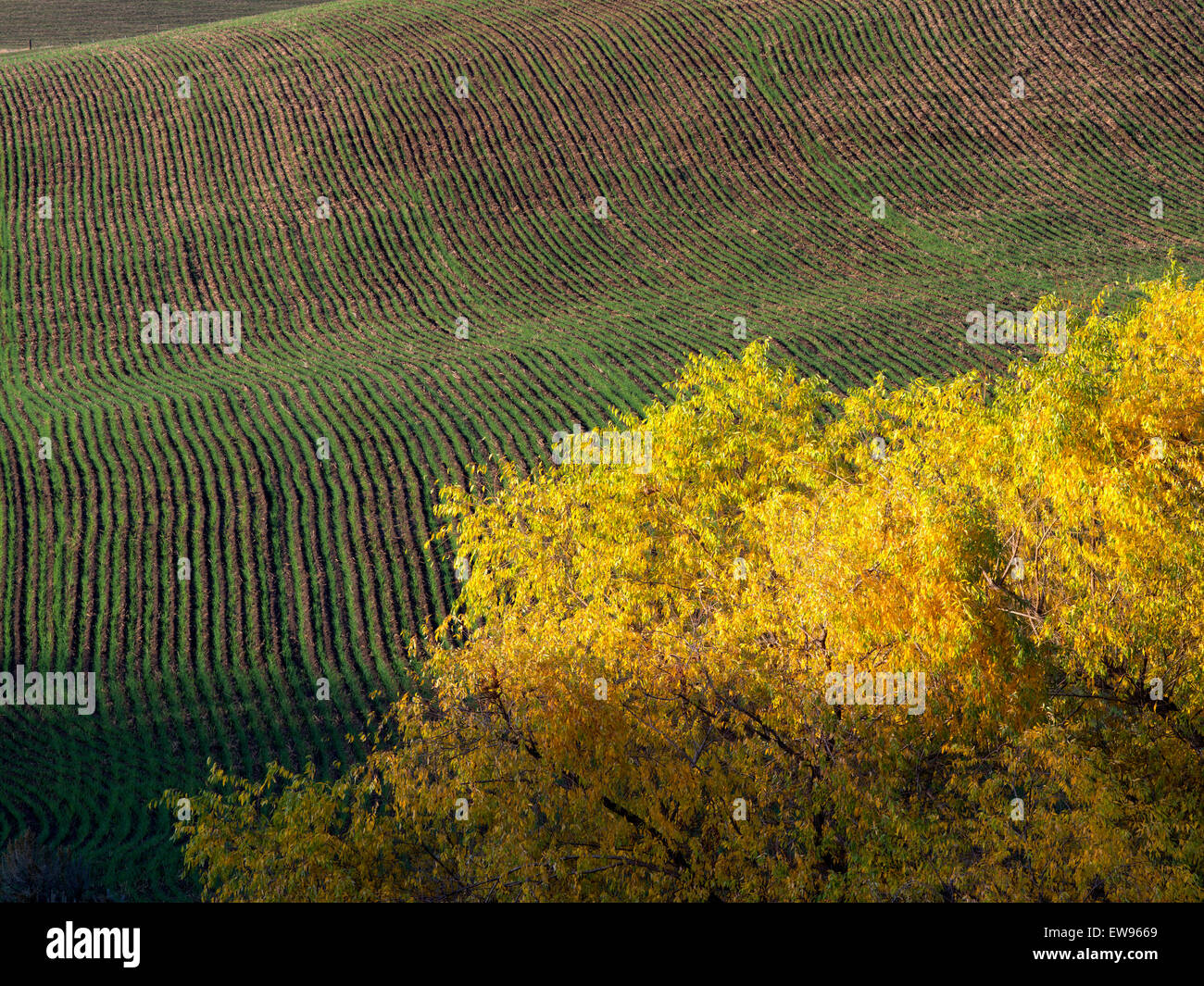 Herbst farbige Weidenbaum. In der Nähe der Columbia River Gorge, Oregon Stockfoto