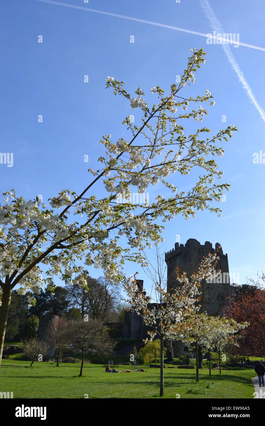 Blarney Castle in Irland durch den blühenden Bäumen. Stockfoto