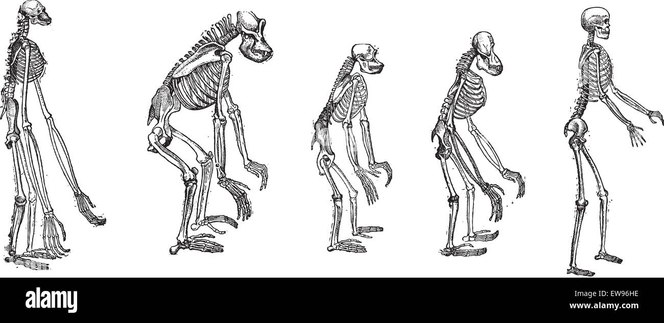 Alten gravierte Darstellung des Vergleichs des größten Affen Skelett mit menschlichen Skelett.  Die Skelette von Gibbon, Gorilla, C Stock Vektor