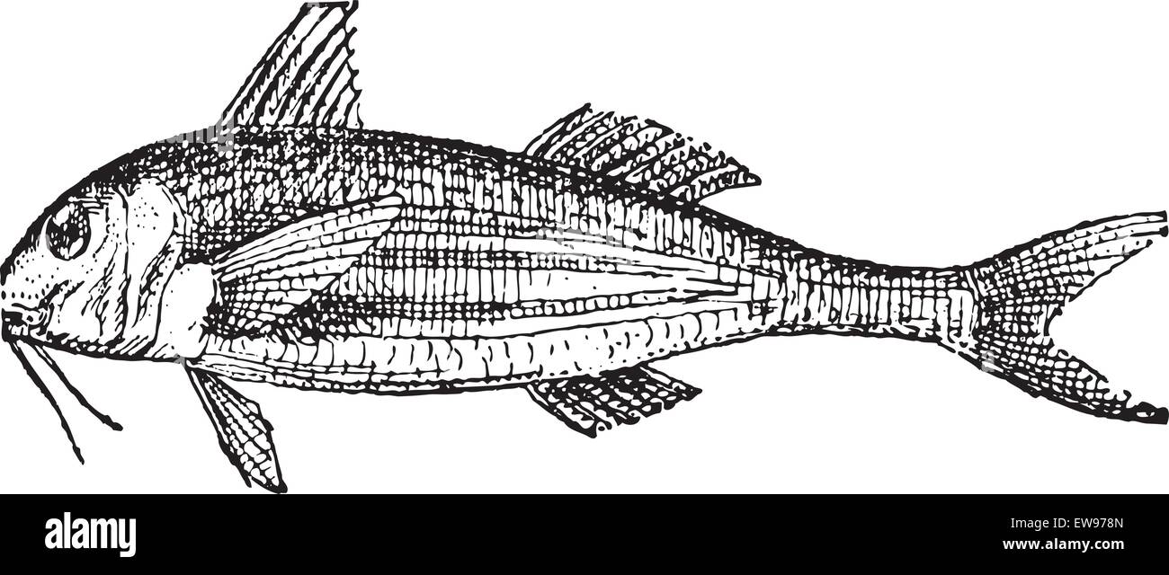 Meeräschen oder graue Meeräschen, graviert Vintage Illustration. Wörter und Sachen - Larive und Fleury - 1895. Stock Vektor