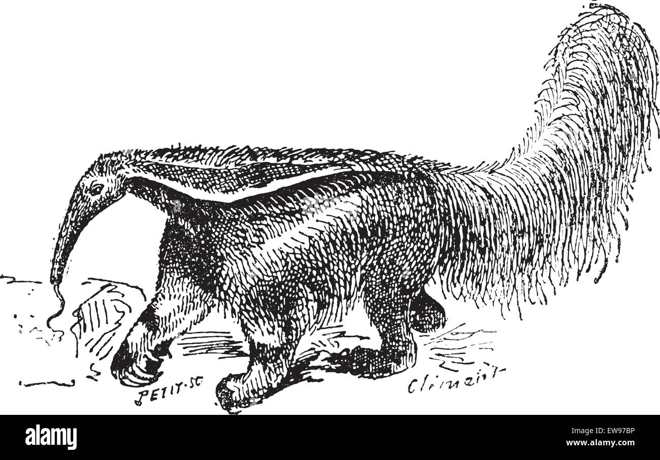 Alte eingraviert Darstellung der Ameisenbär in der Wiese. Wörter und Sachen - Larive und Fleury Stock Vektor