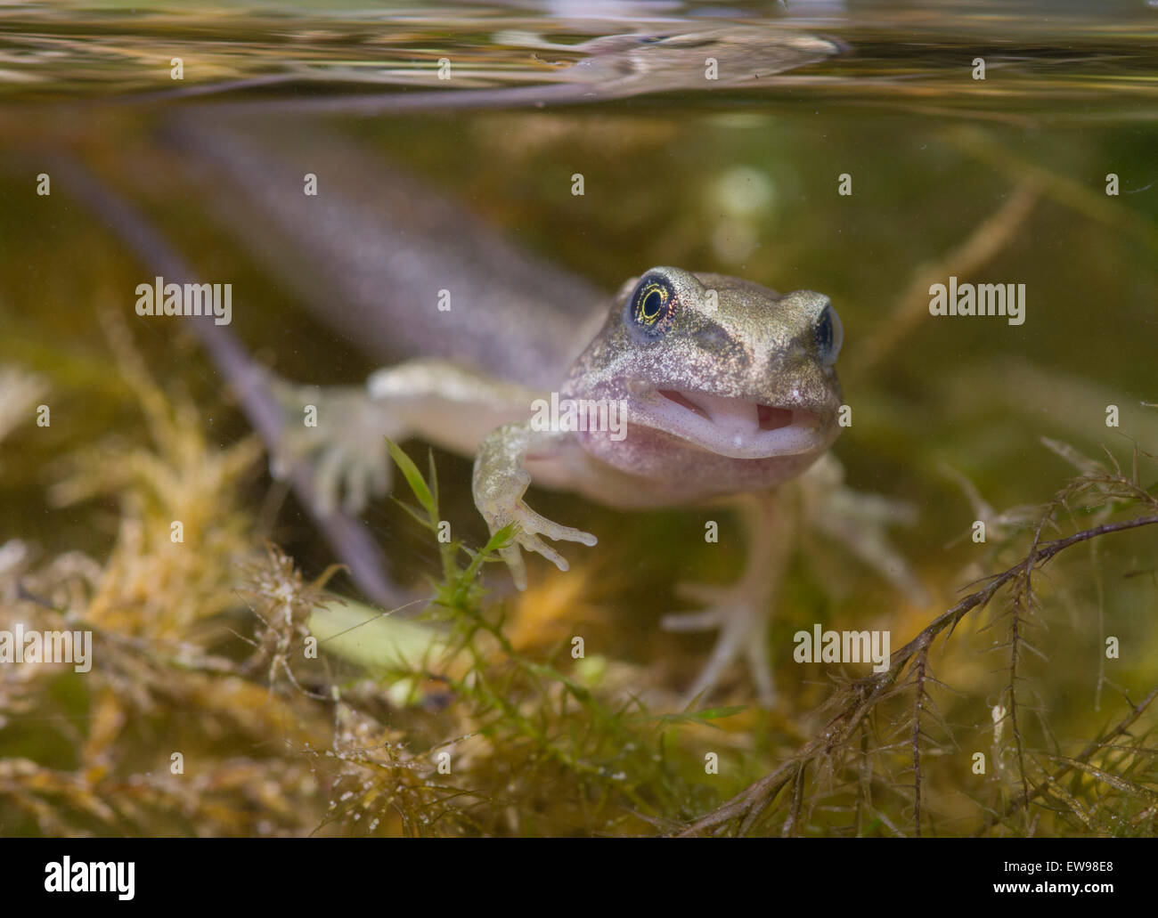 Gemeinsamen Frosch Kaulquappe Froglet Rana Temporaria in fotografischen Aquarium genommen Stockfoto