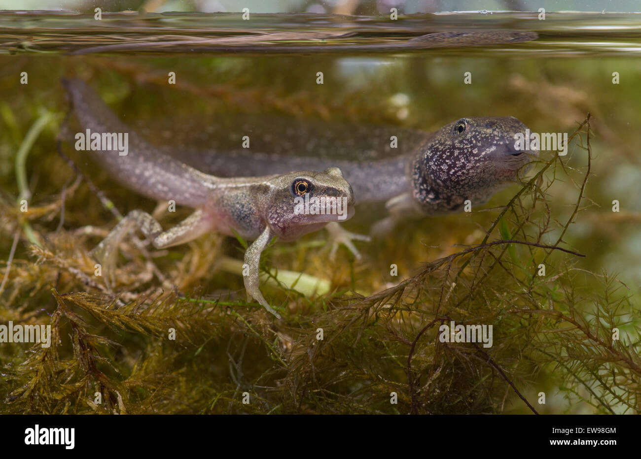 Gemeinsamen Frosch Kaulquappe Froglet Rana Temporaria in fotografischen Aquarium genommen Stockfoto