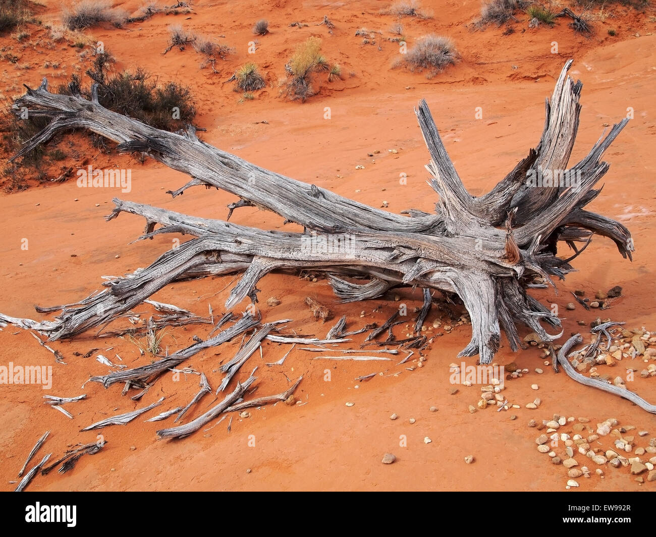 Getrocknete Baumstamm in Wüste Stockfoto