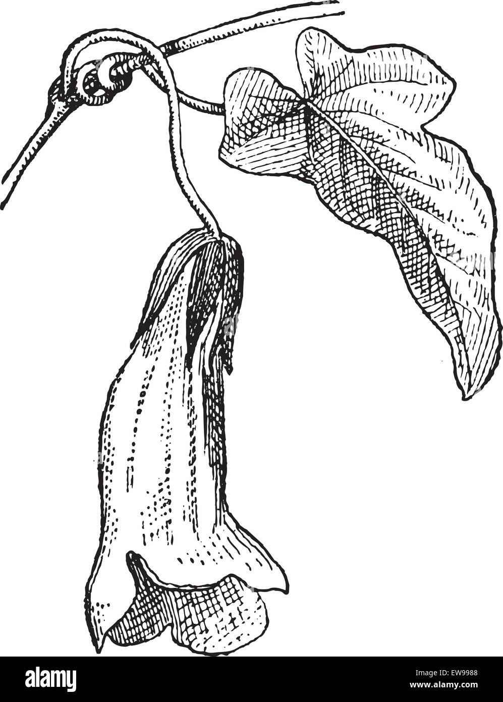 Usteria oder Usteria SP., graviert Vintage Illustration. Wörterbuch der Worte und Dinge - Larive und Fleury - 1895 Stock Vektor