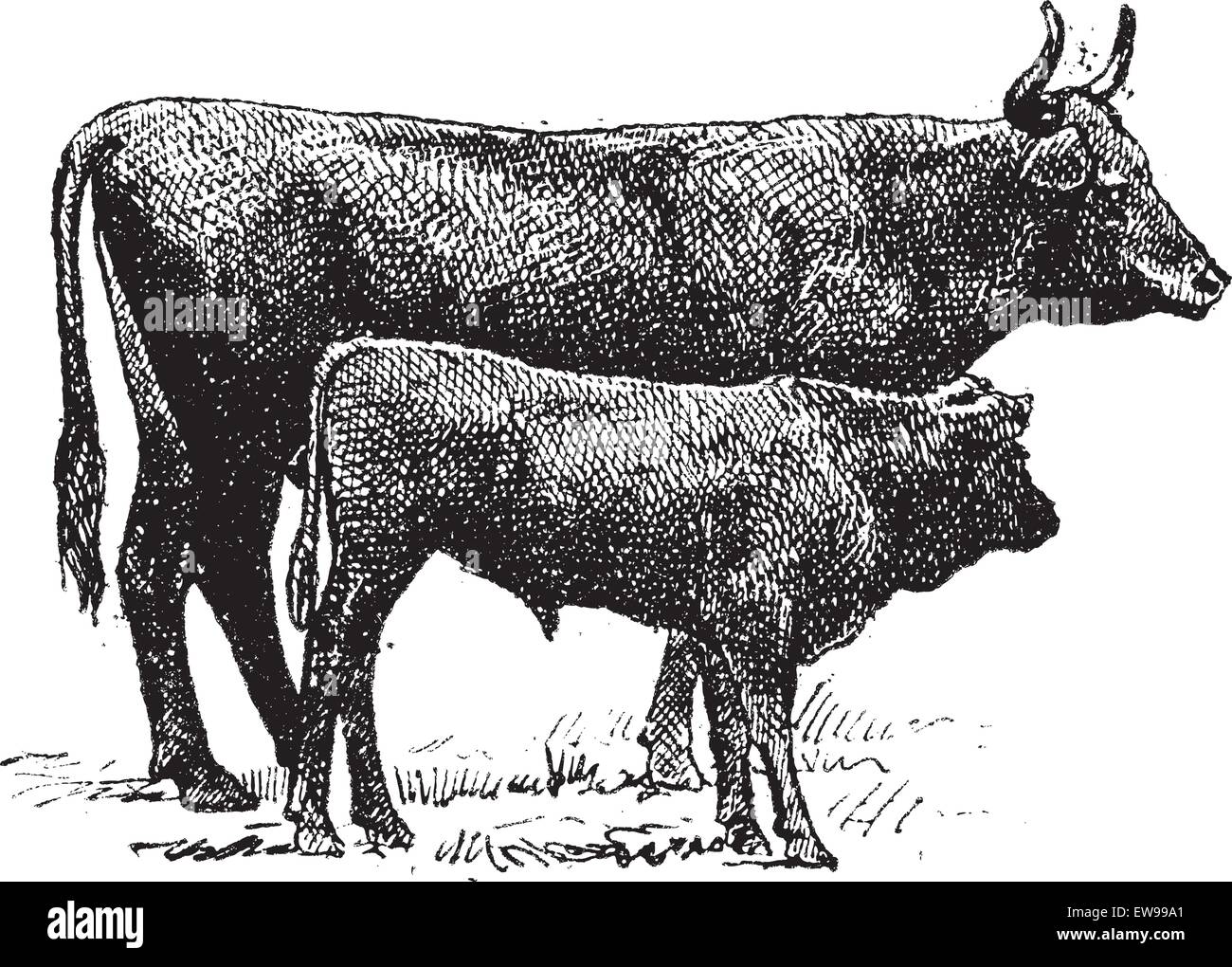 Auvergne Rinderrasse, graviert Vintage Illustration. Wörter und Sachen - Larive und Fleury - 1895. Stock Vektor