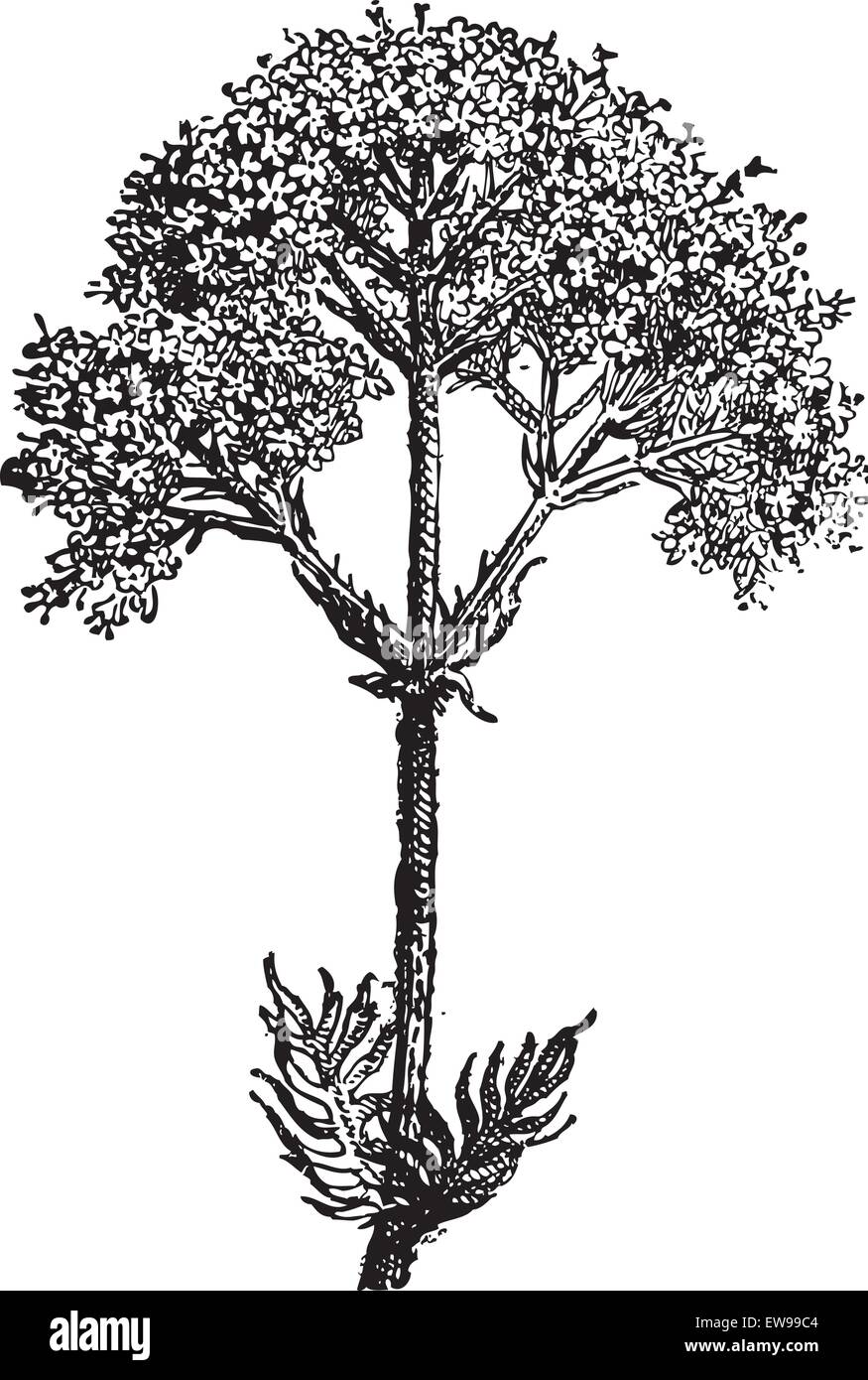 Baldrian (Valeriana Officinalis) oder Garten Baldrian oder Garten Heliotrop, graviert Vintage Illustration. Wörterbuch von Wörtern und Stock Vektor