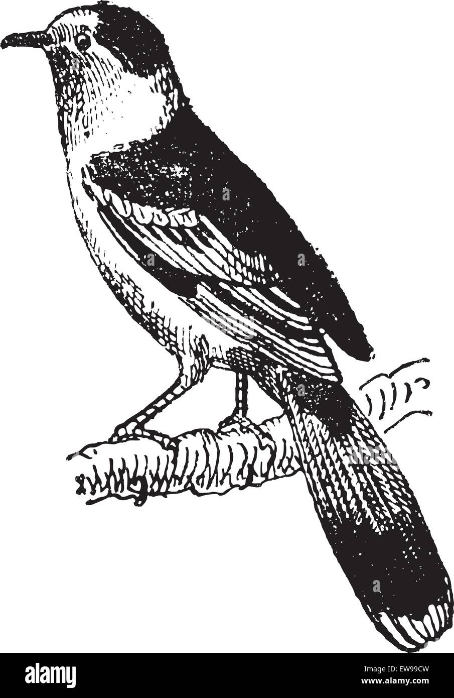 Vanga, ein passerine Vogel, Vintage gravierten Abbildung. Wörter und Sachen - Larive und Fleury - 1895. Stock Vektor