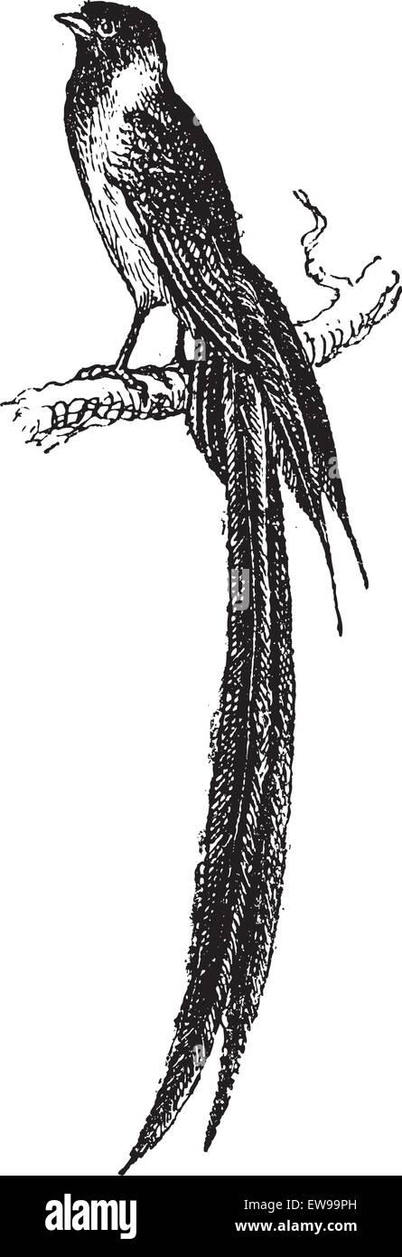 Witwe Vogel oder Viduidae, Perched auf einem Ast, Vintage gravierten Abbildung. Wörterbuch der Worte und Dinge - Larive und Fleury- Stock Vektor