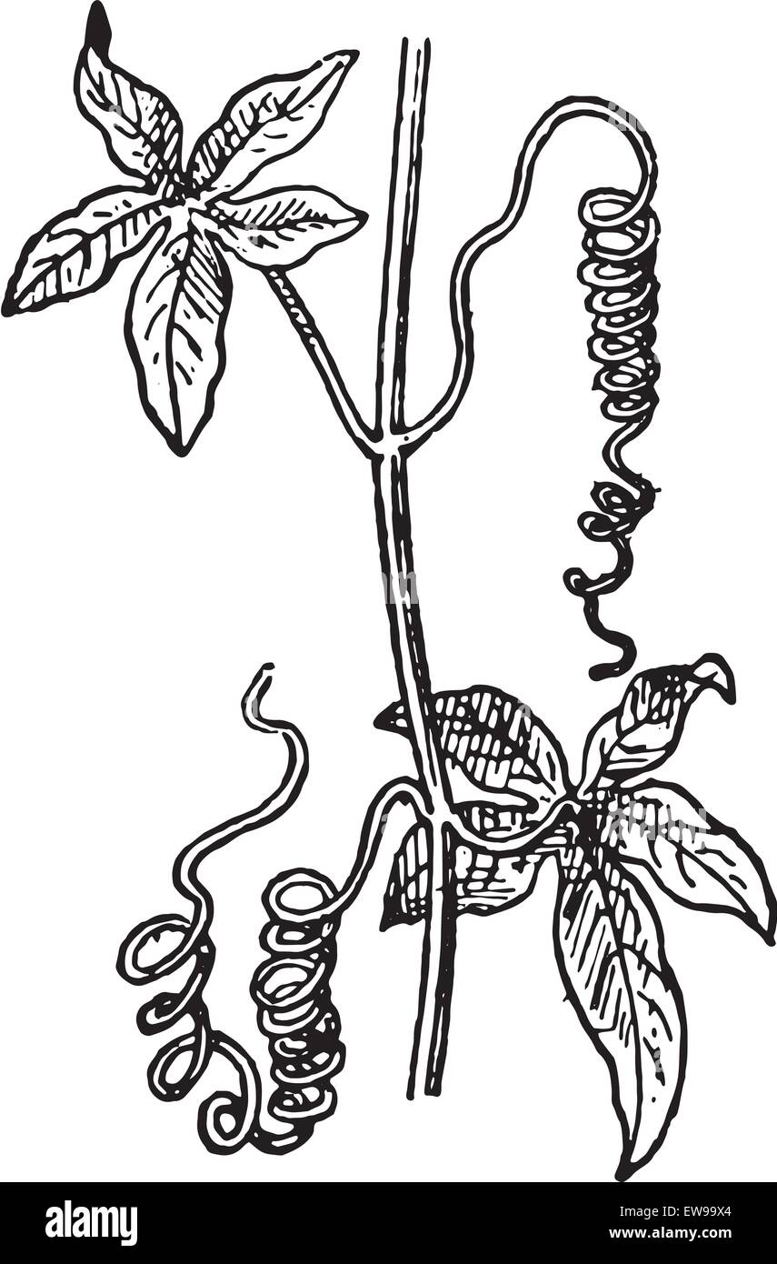 Ranken, eine Passionsblume Passiflora oder Leidenschaft Reben, graviert Vintage Illustration. Wörter und Sachen - Larive Stock Vektor