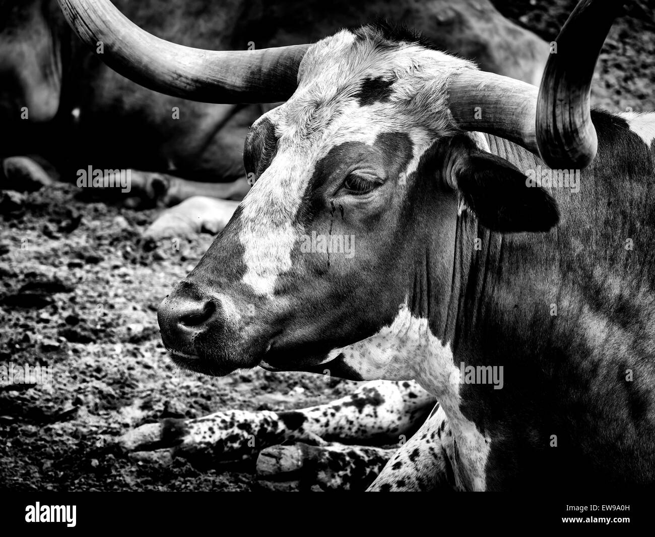 Long Horn Kuh in Fort Worth Stockyard, Texas. Schwarz-weiß-Version. Stockfoto