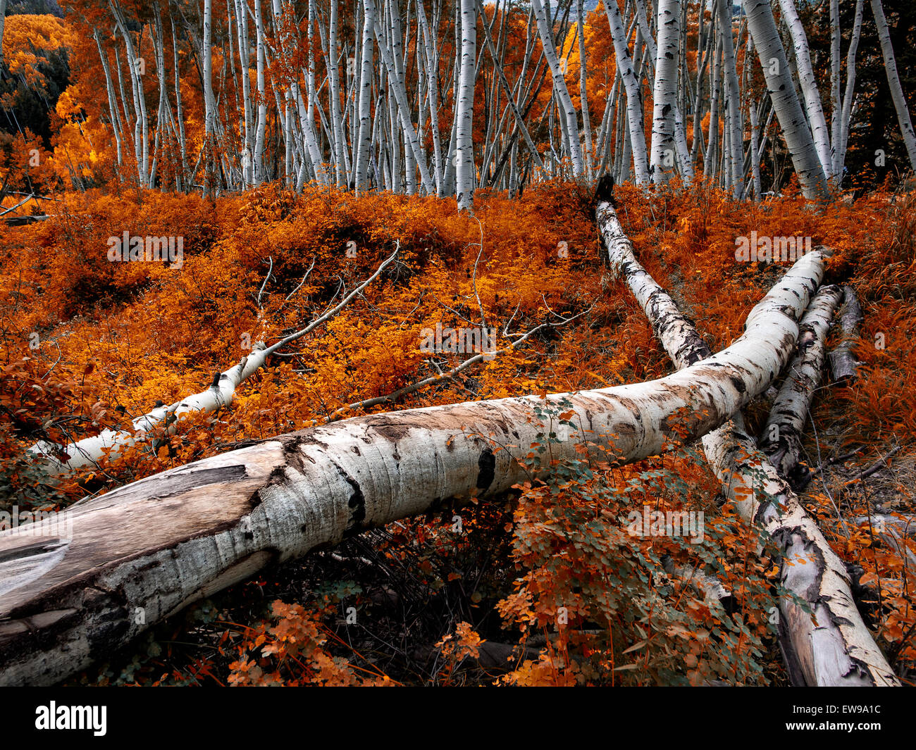 Aspen Baum im Spätherbst - Colorado Stockfoto