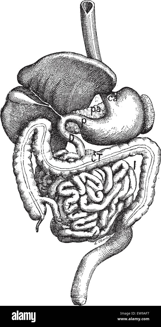 Darm, graviert Vintage Illustration. Wörter und Sachen - Larive und Fleury - 1895. Stock Vektor