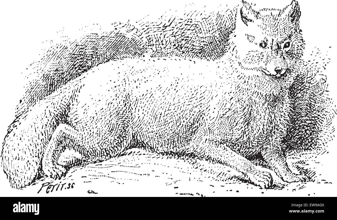 Polarfuchs (Vulpes Lagopus) oder Weißfuchs oder Polarfuchs oder Schnee-Fuchs, graviert Vintage Illustration. Wörter und Sachen Stock Vektor