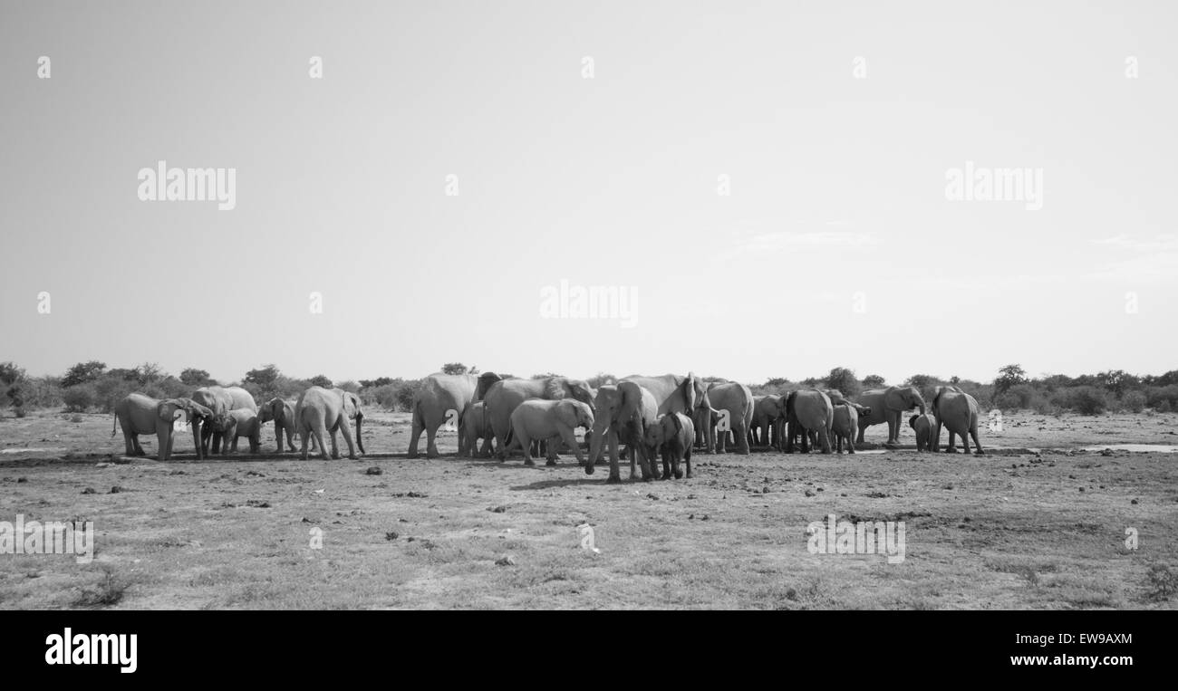 Elefanten am Wasserloch Etosha Salz schlicht Stockfoto