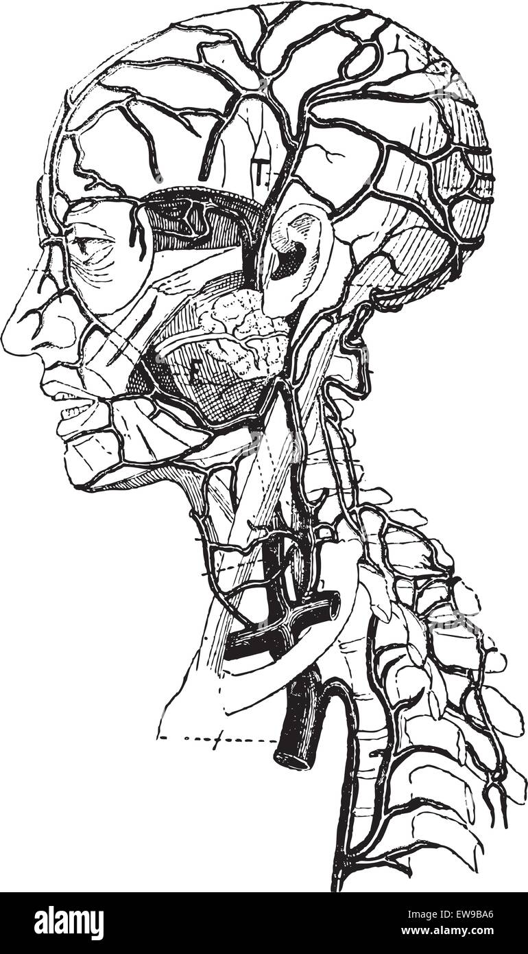 Halsschlagader, graviert Vintage Illustration. Wörter und Sachen - Larive und Fleury - 1895. Stock Vektor