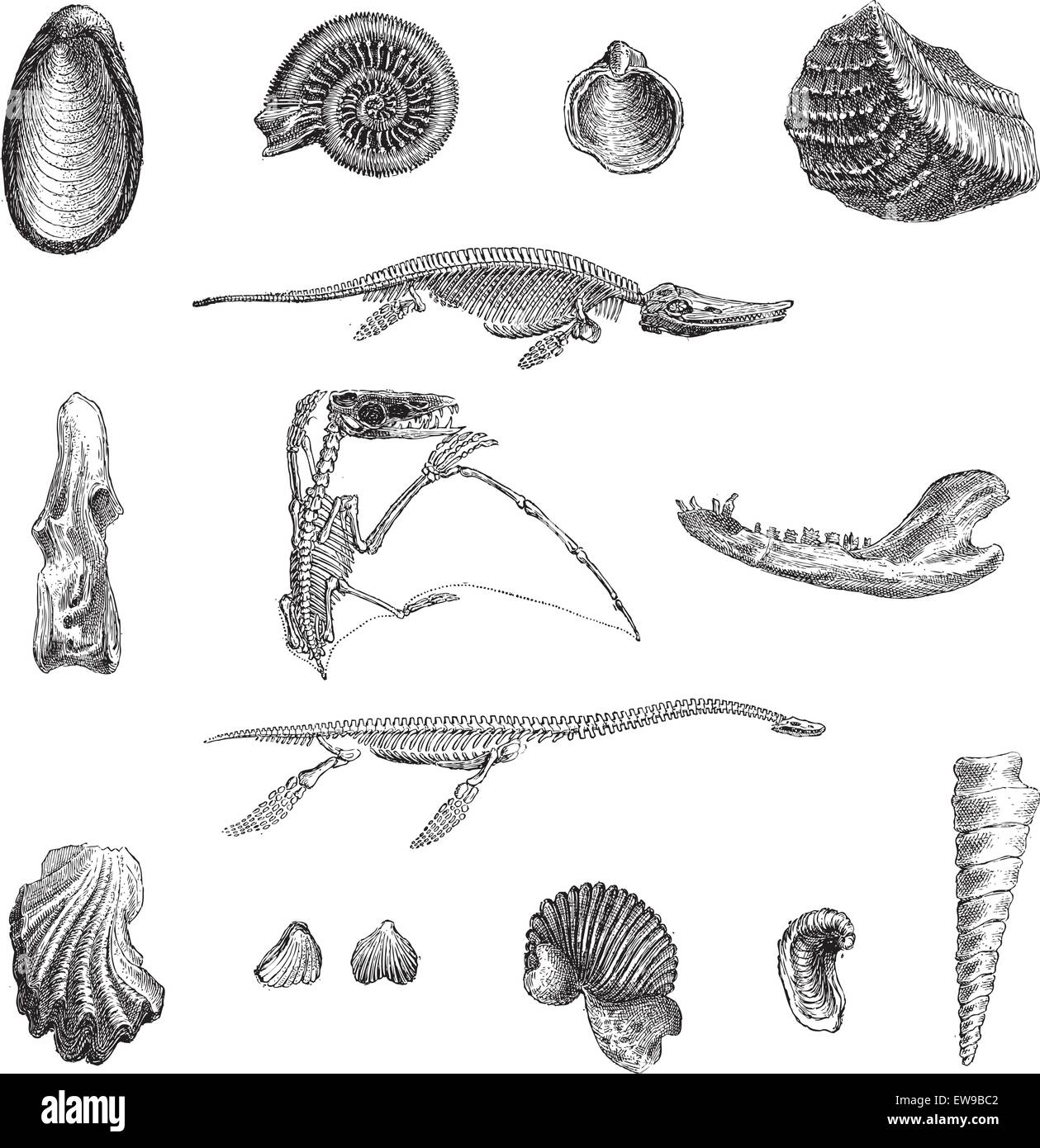 Jura-Fauna, graviert zeigt verschiedene Fossilien, Vintage Illustration. Wörter und Sachen - Larive und Fleury - 189 Stock Vektor