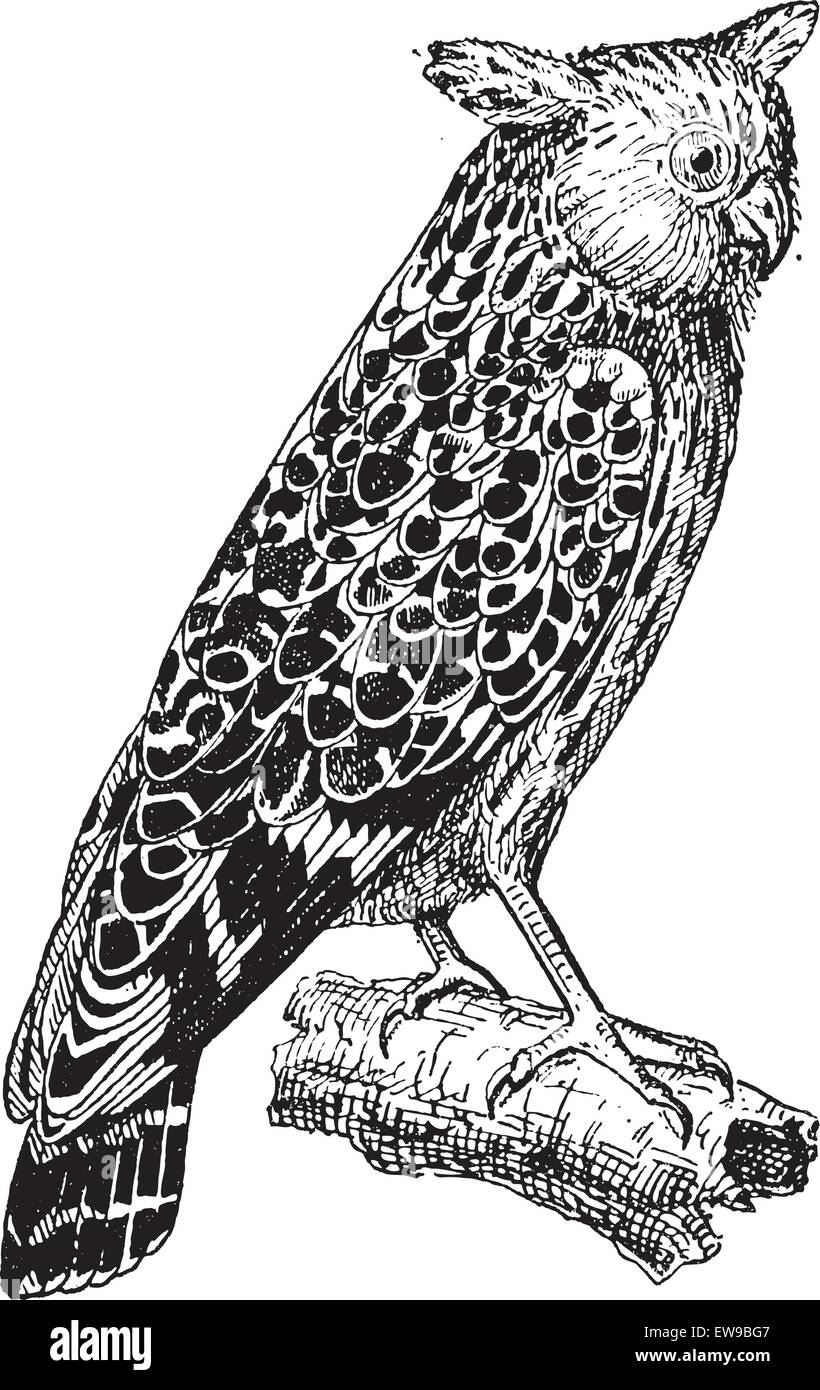 Bubo Ketupu oder Buffy Fisch-Eule, graviert Vintage Illustration. Wörter und Sachen - Larive und Fleury - 1895. Stock Vektor