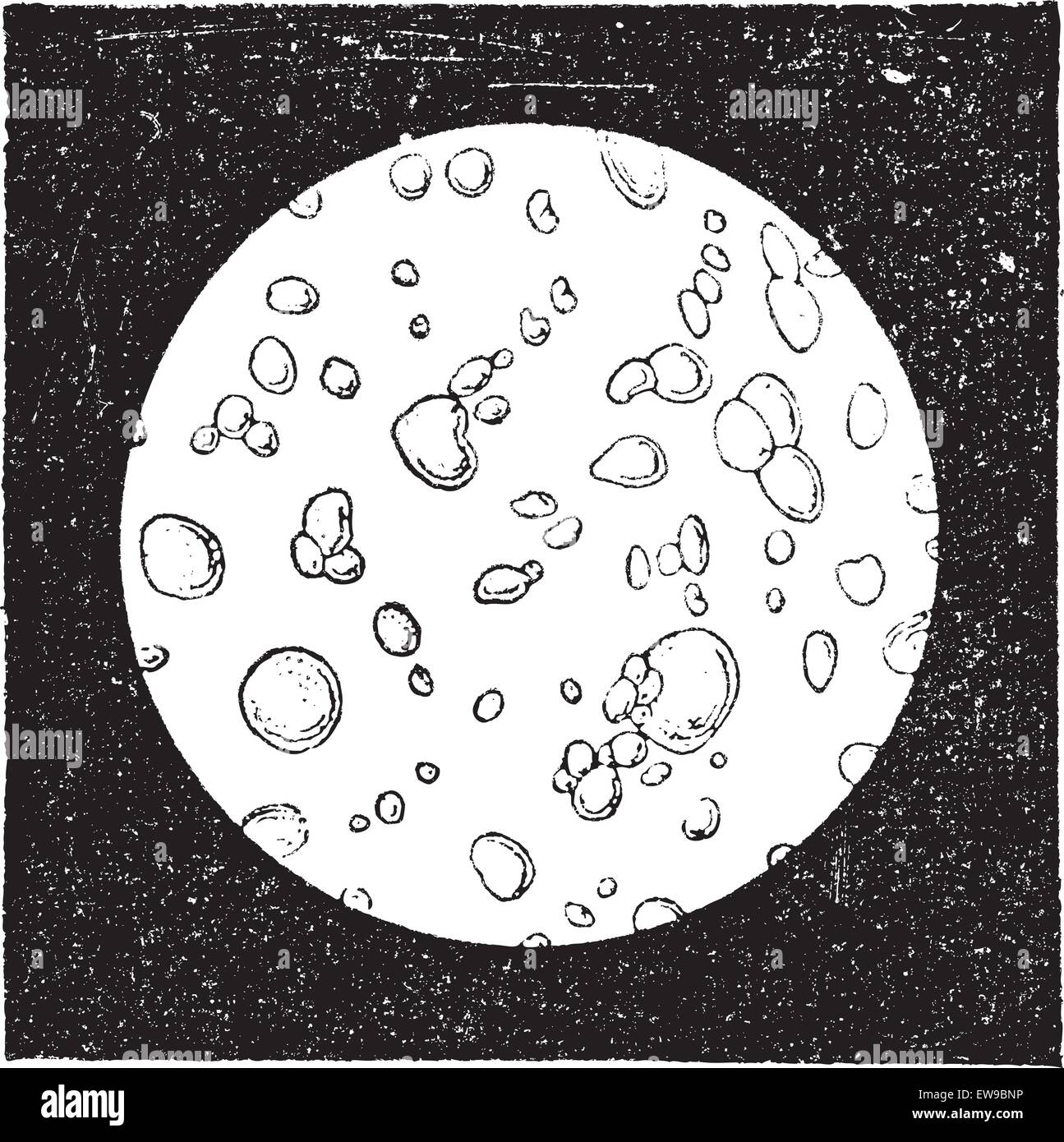 Reine Milch unter dem Mikroskop, Vintage gravierten Abbildung gesehen. Wörter und Sachen - Larive und Fleury - 1895. Stock Vektor