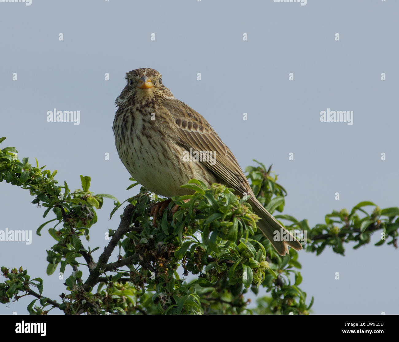 Corn bunting Emberiza Calandra singen auf einem Busch Stockfoto