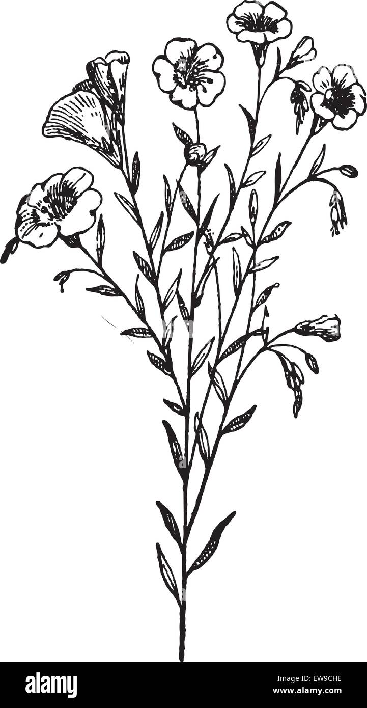 Flachs oder Linum Usitatissimum, graviert Vintage Illustration. Wörterbuch der Worte und Dinge - Larive und Fleury - 1895 Stock Vektor