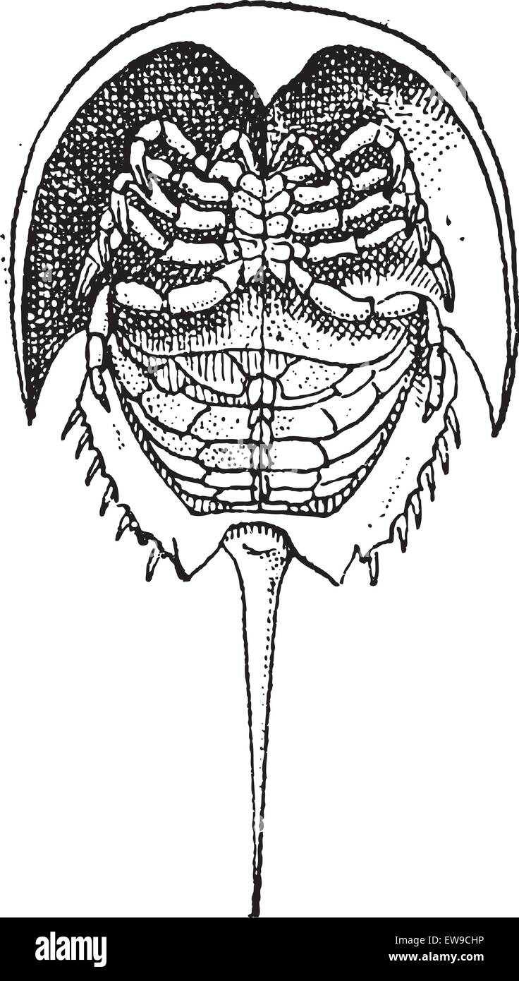 Horseshoe Crab oder Limulidae, graviert Vintage Illustration. Wörterbuch der Worte und Dinge - Larive und Fleury - 1895 Stock Vektor