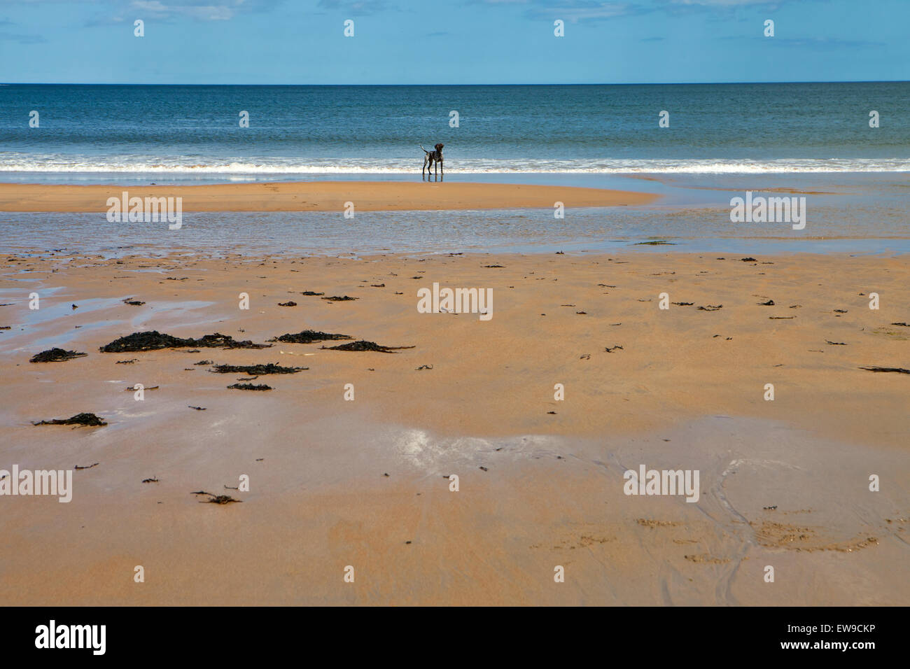 Deutscher Kurzhaariger Vorstehhund Hund auf Embleton Strand Northumberland Stockfoto