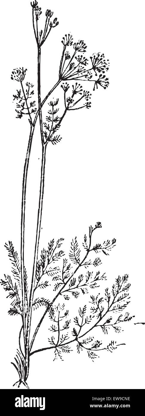 Liebstöckel oder Levisticum Officinale, graviert Vintage Illustration. Wörterbuch der Worte und Dinge - Larive und Fleury - 1895 Stock Vektor