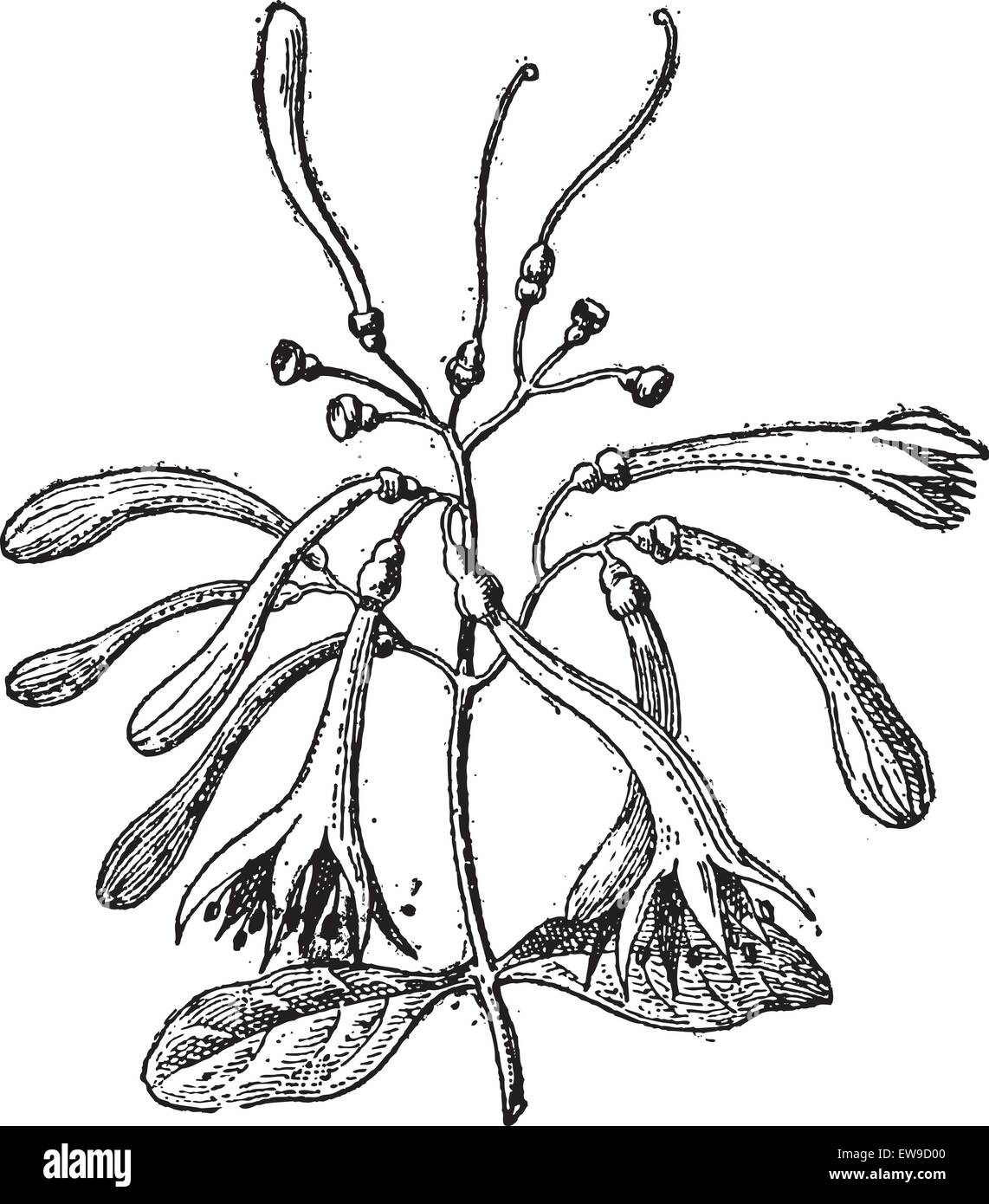 Loranthaceae, Vintage gravierten Abbildung. Wörterbuch der Worte und Dinge - Larive und Fleury - 1895 Stock Vektor