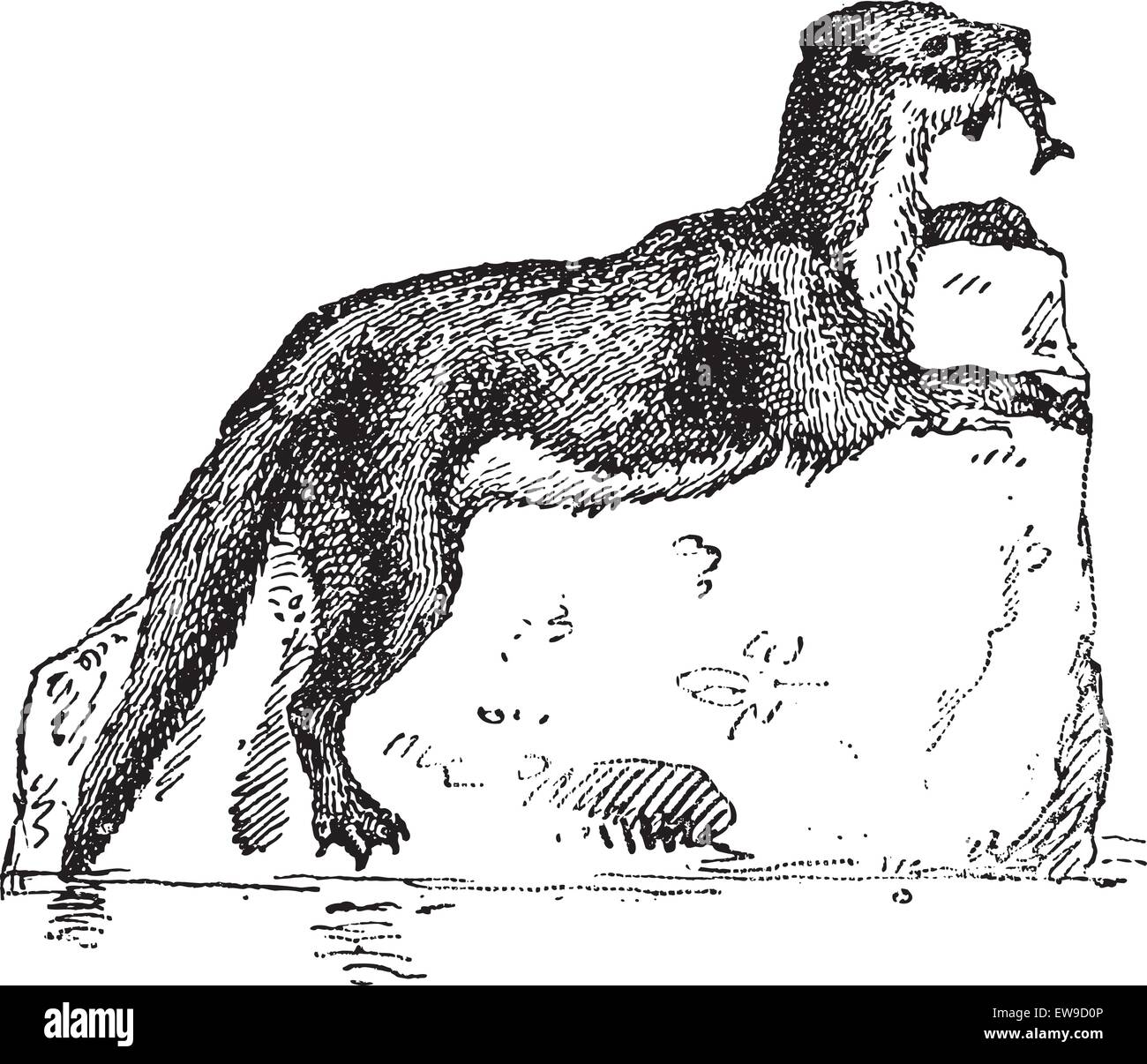 Eurasische Fischotter oder Lutra Lutra, graviert Vintage Illustration. Wörterbuch der Worte und Dinge - Larive und Fleury - 1895 Stock Vektor