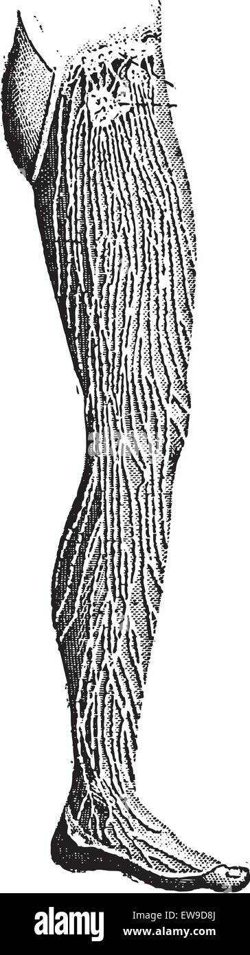 Lymphgefäße des Beines, graviert Vintage Illustration. Wörterbuch der Worte und Dinge - Larive und Fleury - 1895 Stock Vektor