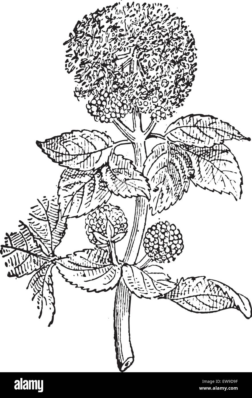 Smyrnium, Vintage gravierten Abbildung. Wörterbuch der Worte und Dinge - Larive und Fleury - 1895 Stock Vektor