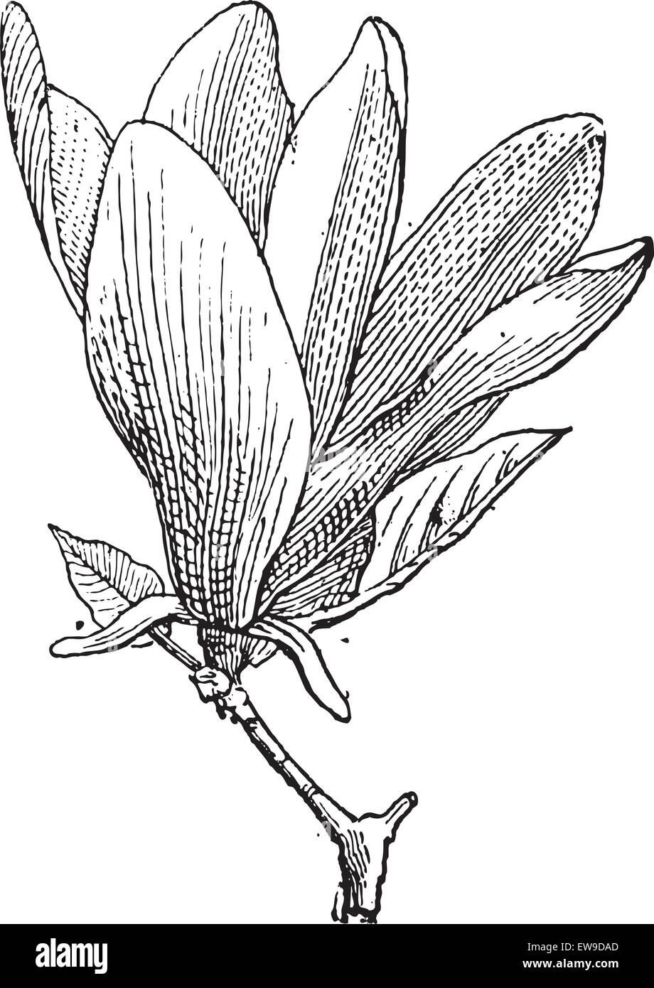 Magnolia oder Magnolia SP., graviert mit Blume, Vintage Illustration. Wörter und Sachen - Larive und Fleury - 18 Stock Vektor