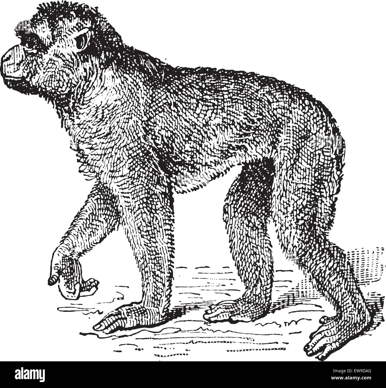 Berberaffe oder Macaca Sylvanus, graviert Vintage Illustration. Wörterbuch der Worte und Dinge - Larive und Fleury - 1895 Stock Vektor