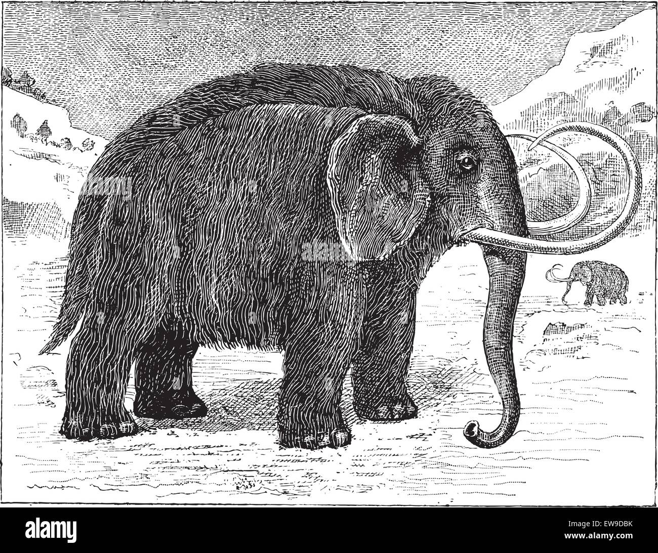 Mammut oder Mammuthus SP., graviert Vintage Illustration. Wörterbuch der Worte und Dinge - Larive und Fleury - 1895 Stock Vektor