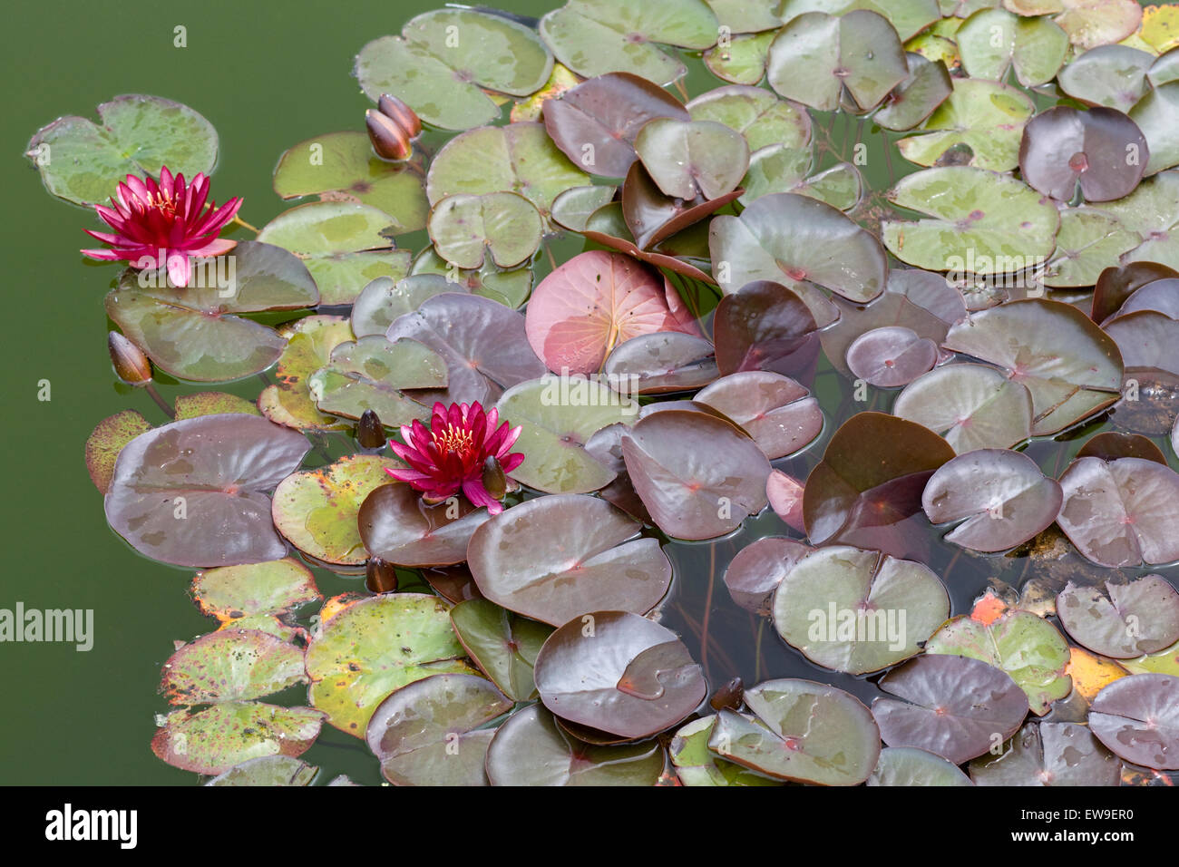 Lilly pad teiche Fotos und Bildmaterial in hoher Auflösung Alamy