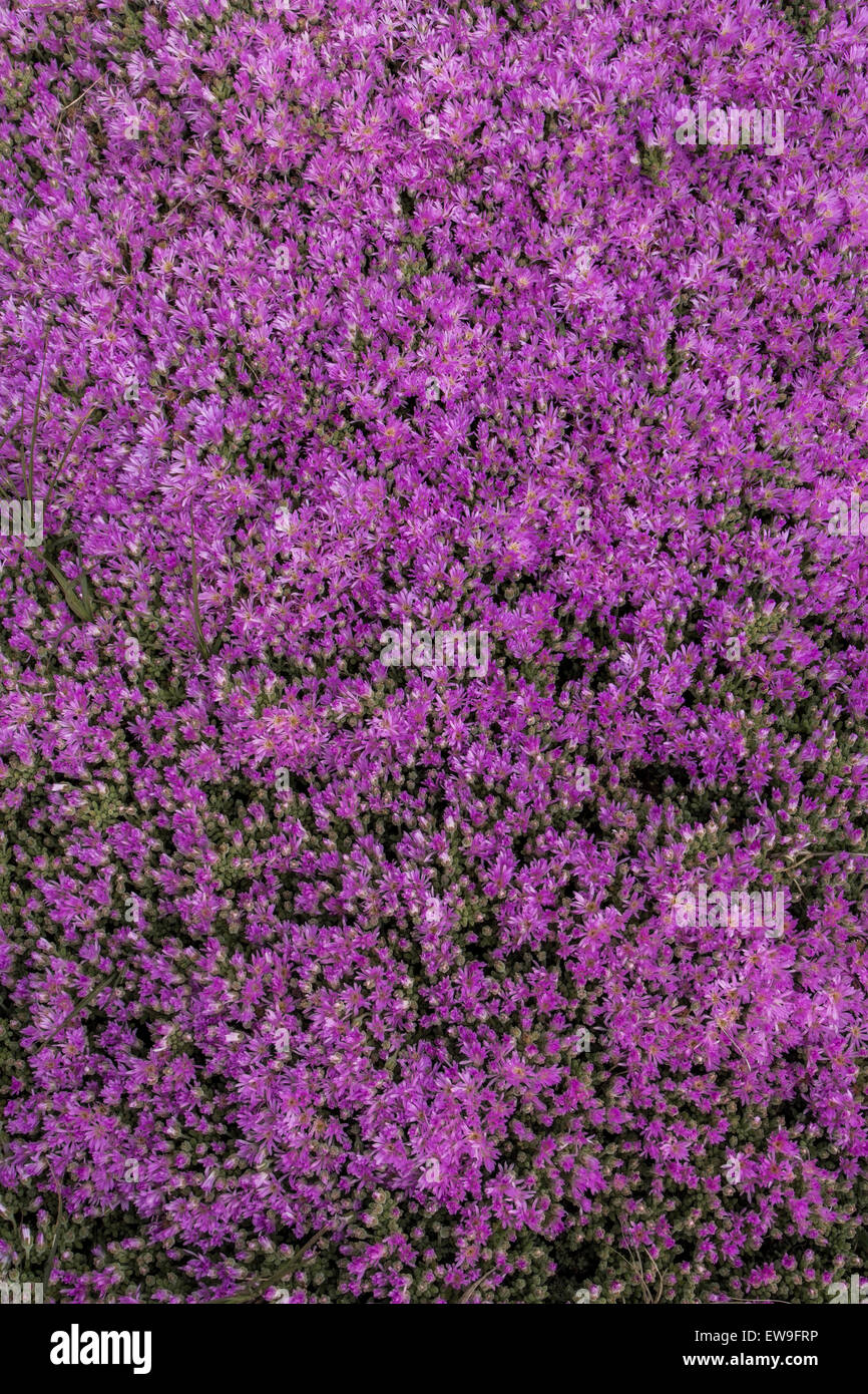 Ground Cover Succulent Stockfotos Und Bilder Kaufen Alamy